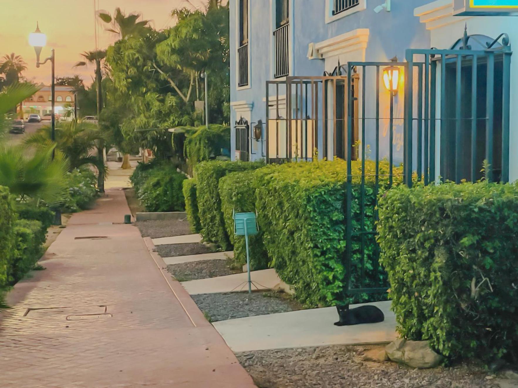 Gallo Azul Hotel, En El Corazon De Todos Santos Eksteriør billede